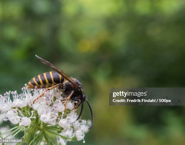 close-up of bee on flower - sommar - fotografias e filmes do acervo
