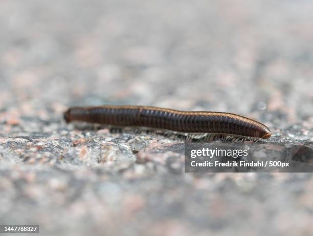 close-up of caterpillar on ground,sweden - sommar - fotografias e filmes do acervo