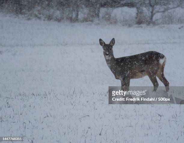 side view of deer standing in forest - däggdjur - fotografias e filmes do acervo