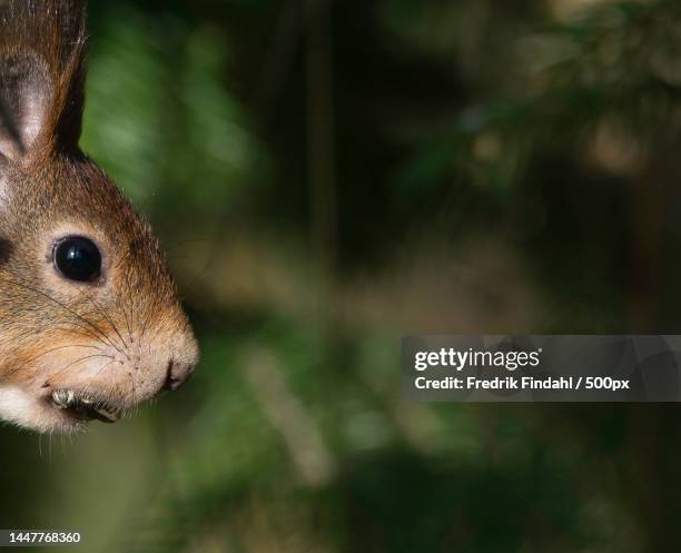 close-up of rabbit - däggdjur stock pictures, royalty-free photos & images