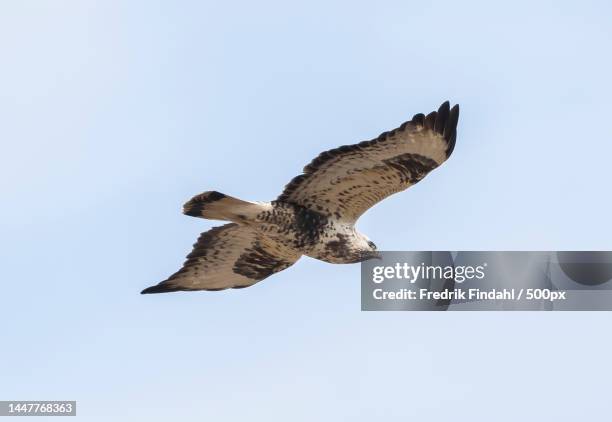 low angle view of bird flying against clear sky,sweden - vår stockfoto's en -beelden