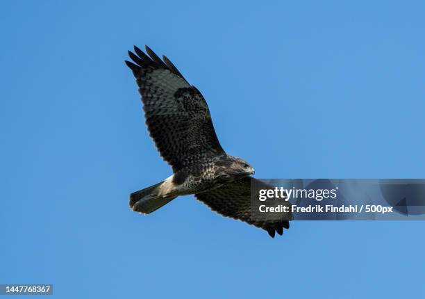 low angle view of eagle flying against clear blue sky - sommar - fotografias e filmes do acervo