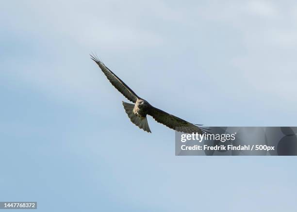 low angle view of eagle flying against sky - sommar - fotografias e filmes do acervo