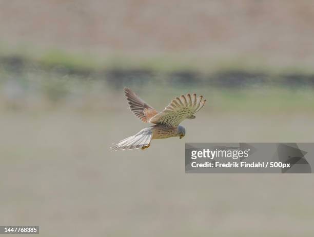 close-up of bird flying outdoors - vår stockfoto's en -beelden