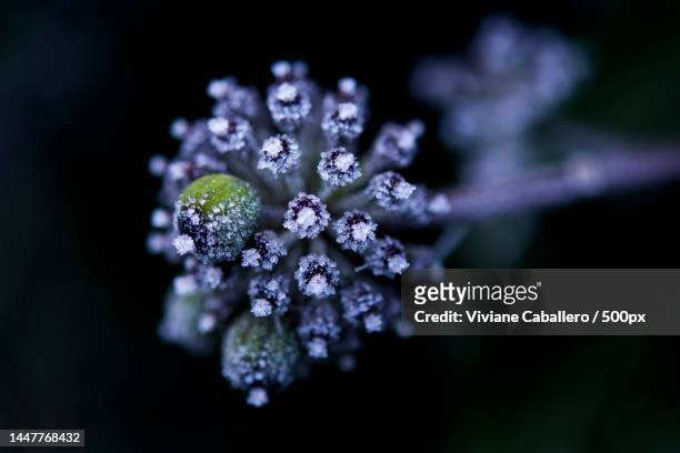 close-up of purple flowering plant,france - viviane caballero foto e immagini stock