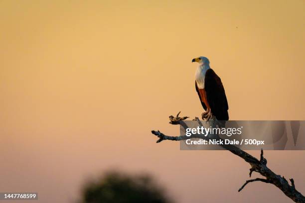 low angle view of bird perching on branch against clear sky during sunset,botswana - african fish eagle fotografías e imágenes de stock