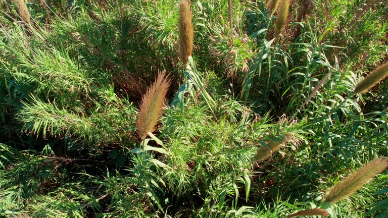Reed View 25 Papyrus Reeds Stock Videos, Footage, & 4K Video Clips - Getty Images
