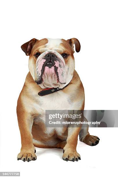 english bulldog - bulldogge stock-fotos und bilder