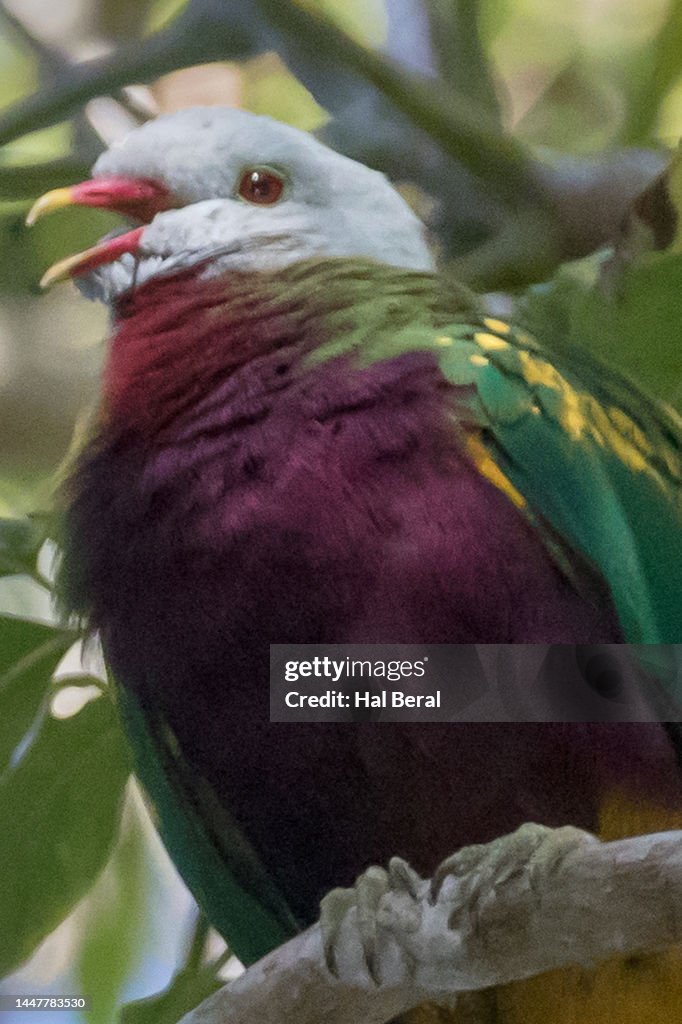 Wompoo Fruit-Dove close-up
