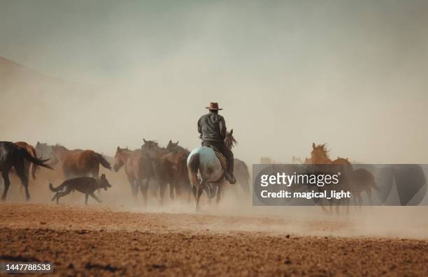 cowboy is riding a horse. wild horse herd - cowboy stockfoto's en -beelden