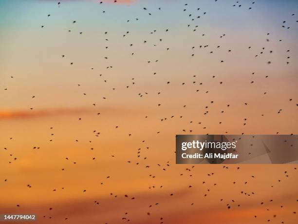 mosquito swarm - zanzara foto e immagini stock