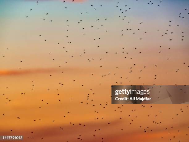 mosquito swarm - mosquito stock pictures, royalty-free photos & images