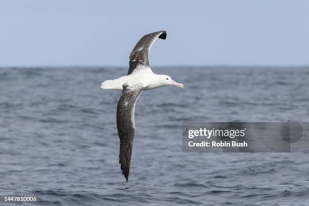 souther royal albatross  ( diomedea epomophora ) - diomedea epomophora stock pictures, royalty-free photos & images
