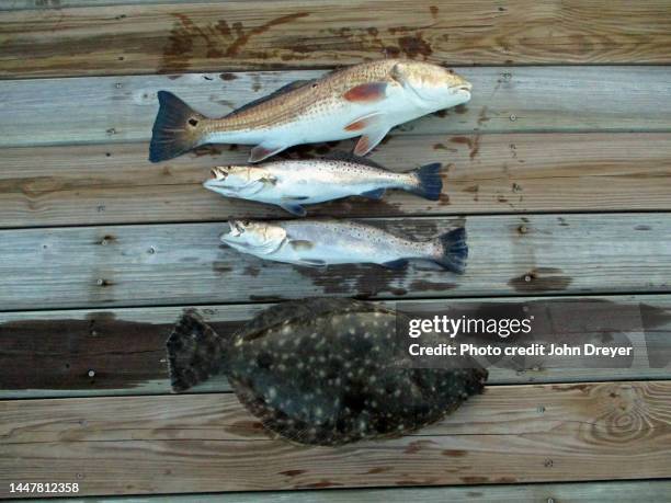 redfish, two sea trout, flounder - flounder stock pictures, royalty-free photos & images