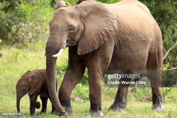 Elephants are pictured near the clubhouse during Day Two of the Alfred Dunhill Championship at Leopard Creek Country Club on December 09, 2022 in...