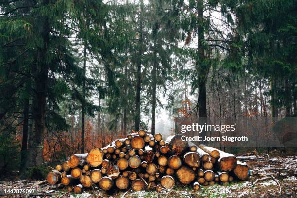woodpile in the misty forest - leña fotografías e imágenes de stock
