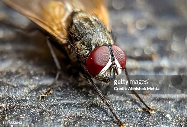 macro housefly - house fly stock pictures, royalty-free photos & images