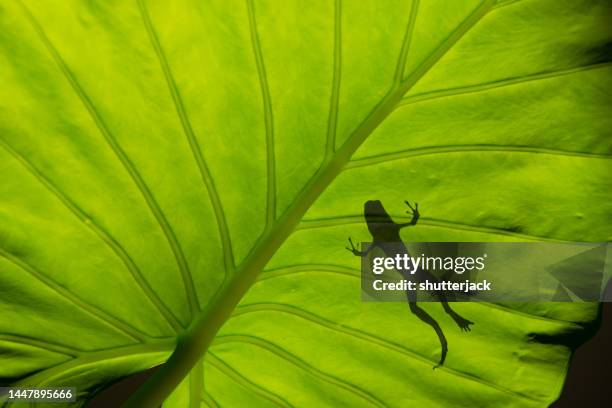 low angle silhouette view of a poison dart frog on an elephant ear (taro) leaf, indonesia - frog silhouette stock pictures, royalty-free photos & images