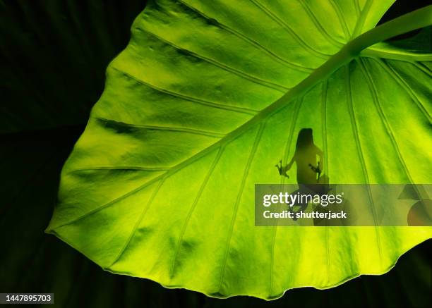 low angle silhouette view of a poison dart frog on an elephant ear (taro) leaf, indonesia - frog silhouette stock pictures, royalty-free photos & images