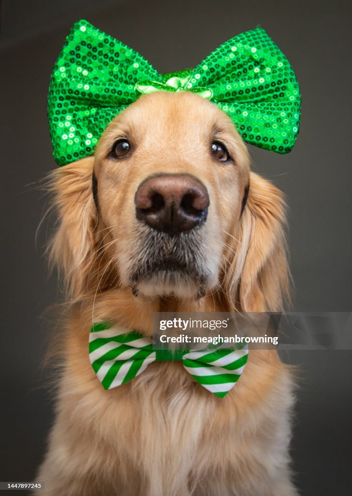 Portrait of a golden retriever wearing a bow tie and bow on it's head