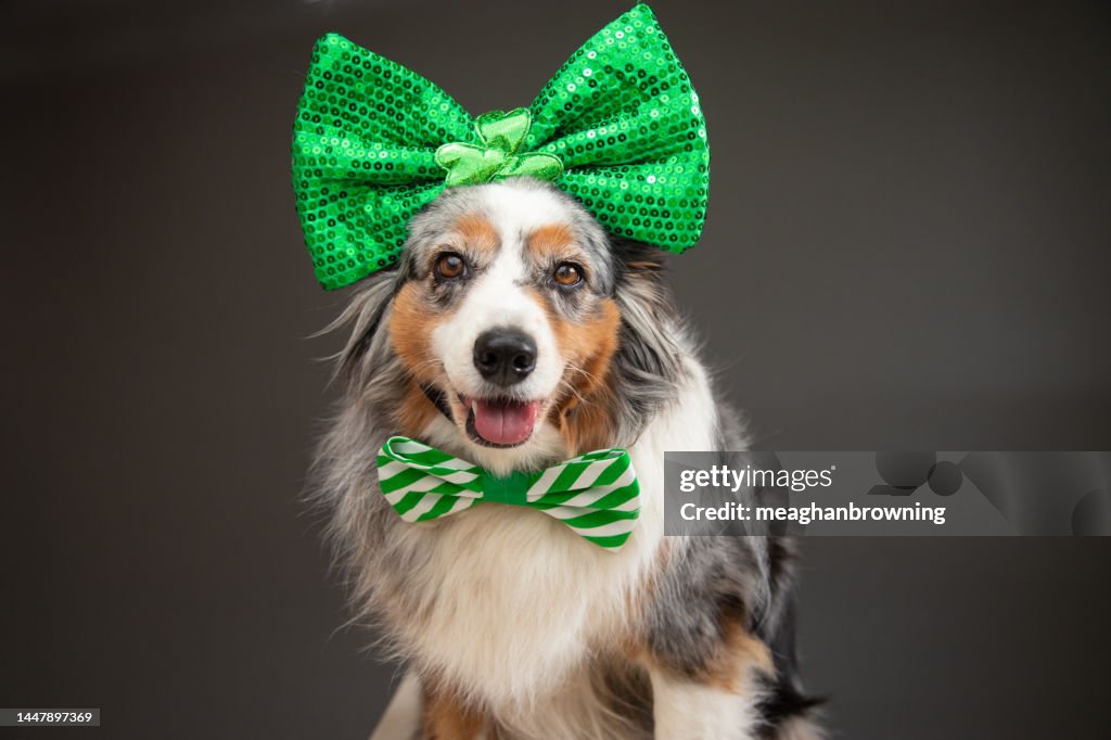 Portrait of a miniature Australian Shepherd dog wearing a bow tie and bow on its head for St Patrick's Day