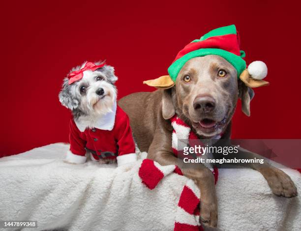 silver labrador retriever and havapoo dressed as a christmas elf and santa claus - santa claus lying stock pictures, royalty-free photos & images