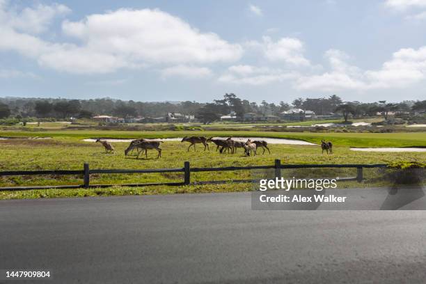 wild deer grazing on a golf course - monterey, california - bunker campo da golf - fotografias e filmes do acervo