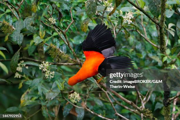 male andean cock-of-the-rock (rupicola peruviana) with open wings, manu national park cloud forest, peruvian national bird, peru - manu stock illustrations