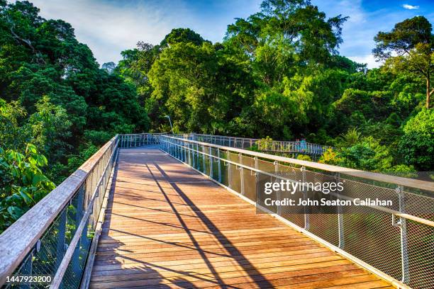 singapore, bukit timah nature reserve - bukit timah nature reserve stock pictures, royalty-free photos & images