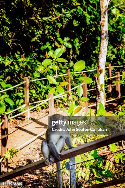 singapore, bukit timah nature reserve - nature reserve stock pictures, royalty-free photos & images