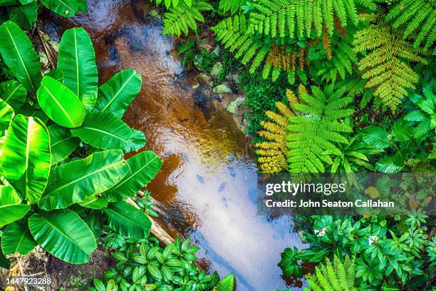 singapore, bukit timah nature reserve - bukit timah nature reserve stock pictures, royalty-free photos & images