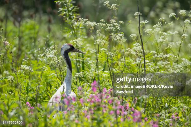 common crane (grus grus) adult bird amongst springtime wild flowers, gloucestershire, england, united kingdom - equinox stockfoto's en -beelden
