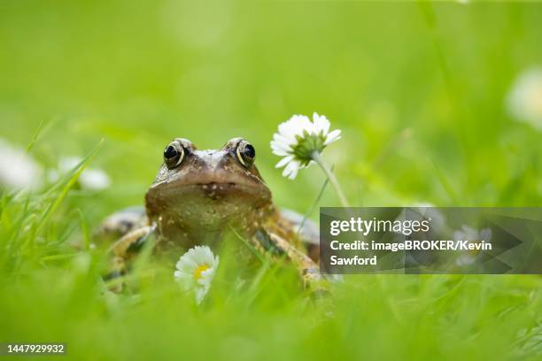 common frog (rana temporaria) adult amphibian on a garden lawn with flowering daisies, suffolk, england, united kingdom - european common brown frog stock pictures, royalty-free photos & images