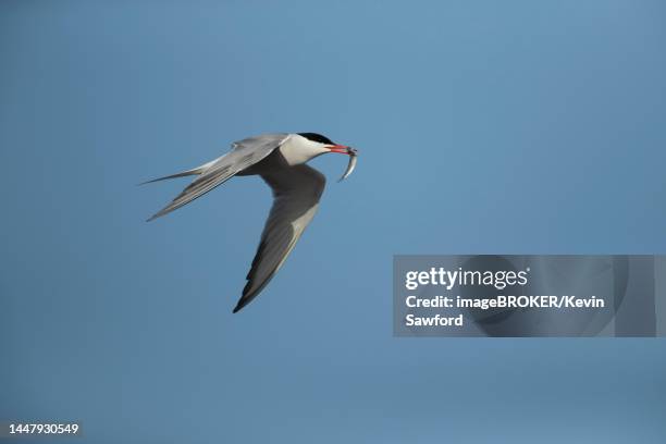 common tern (sterna hirundo) adult bird in flight carrying a fish in its beak, suffolk, england, united kingdom - アジサシ ストックフォトと画像