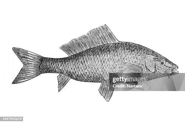 river carp - upper peninsula stock illustrations