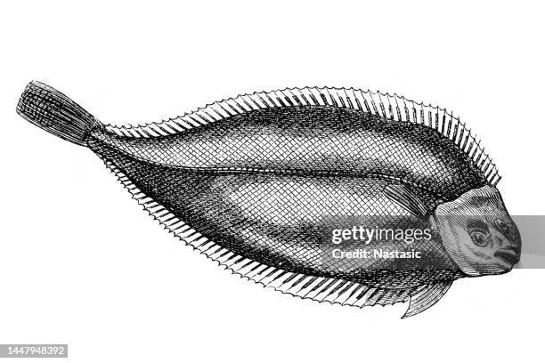 illustrazioni stock, clip art, cartoni animati e icone di tendenza di la sogliola di dover è un pesce d'acqua dolce appartenente alla famiglia soleidae. - sogliola