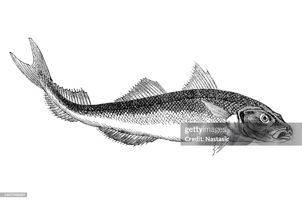 Haddock
