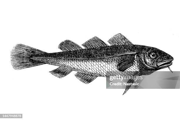 141 Ilustraciones de Bacalao - Getty Images 141 Ilustraciones de Bacalao - Getty Images