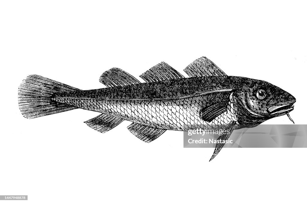 Atlantic cod (Gadus morhua)