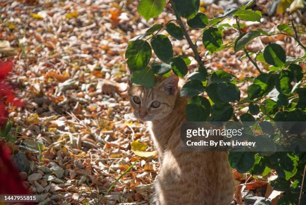 ginger tom cat - tom cat stock pictures, royalty-free photos & images