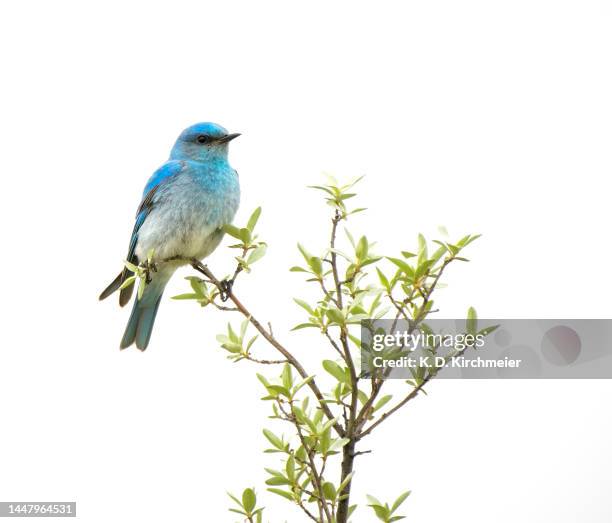 high key male mountain bluebird - berghüttensänger stock-fotos und bilder