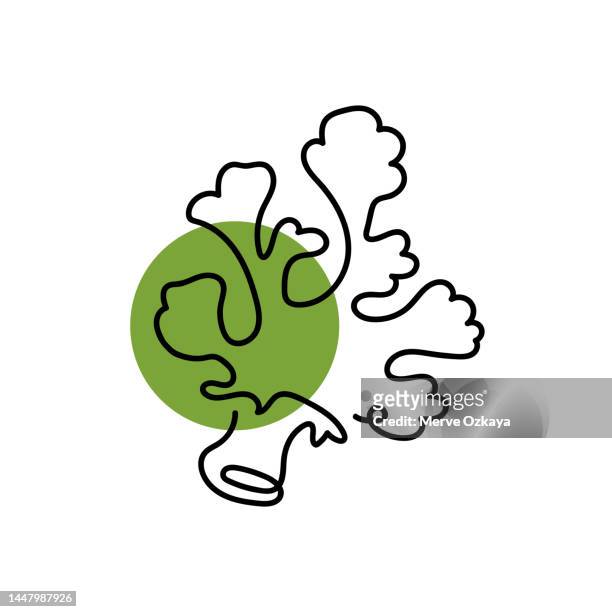 abstract shaped broccoli. single line broccoli icon - broccoli white background stock illustrations