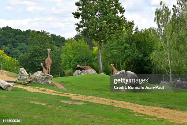 three giraffes and one girafon - zoo stock pictures, royalty-free photos & images
