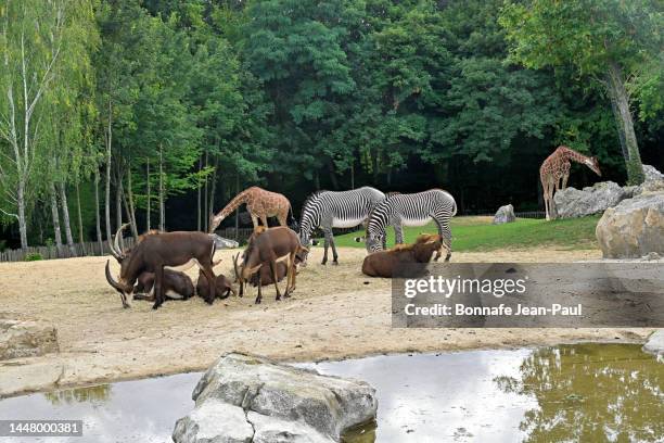 group of animals from the african savannah - zoo fotografías e imágenes de stock