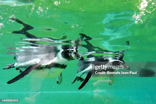 two african penguins - african penguin stock pictures, royalty-free photos & images