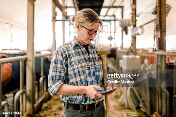 farmer using smart phone standing with hammer at cattle farm - cattle call stock pictures, royalty-free photos & images