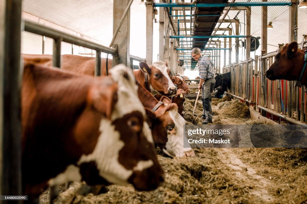 Female farmer cleaning with shovel by cows in cattle farm