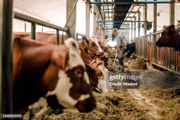 female farmer cleaning with shovel by cows in cattle farm - ko bildbanksfoton och bilder