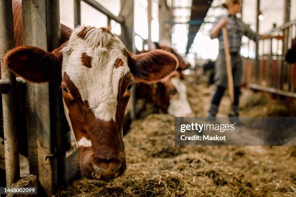 cow with livestock tag at cattle farm - tag 1 ストックフォトと画像