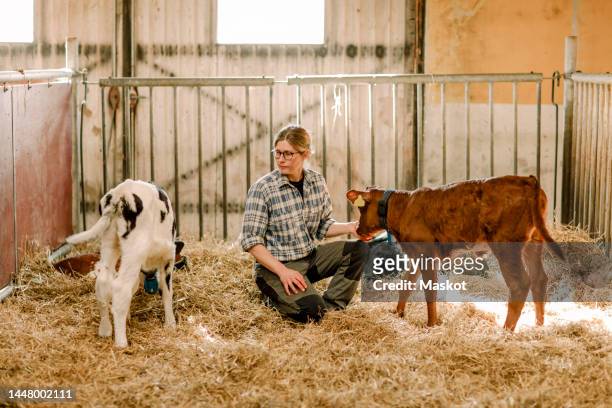 female farmer examining calves at cattle farm - calf stockfoto's en -beelden